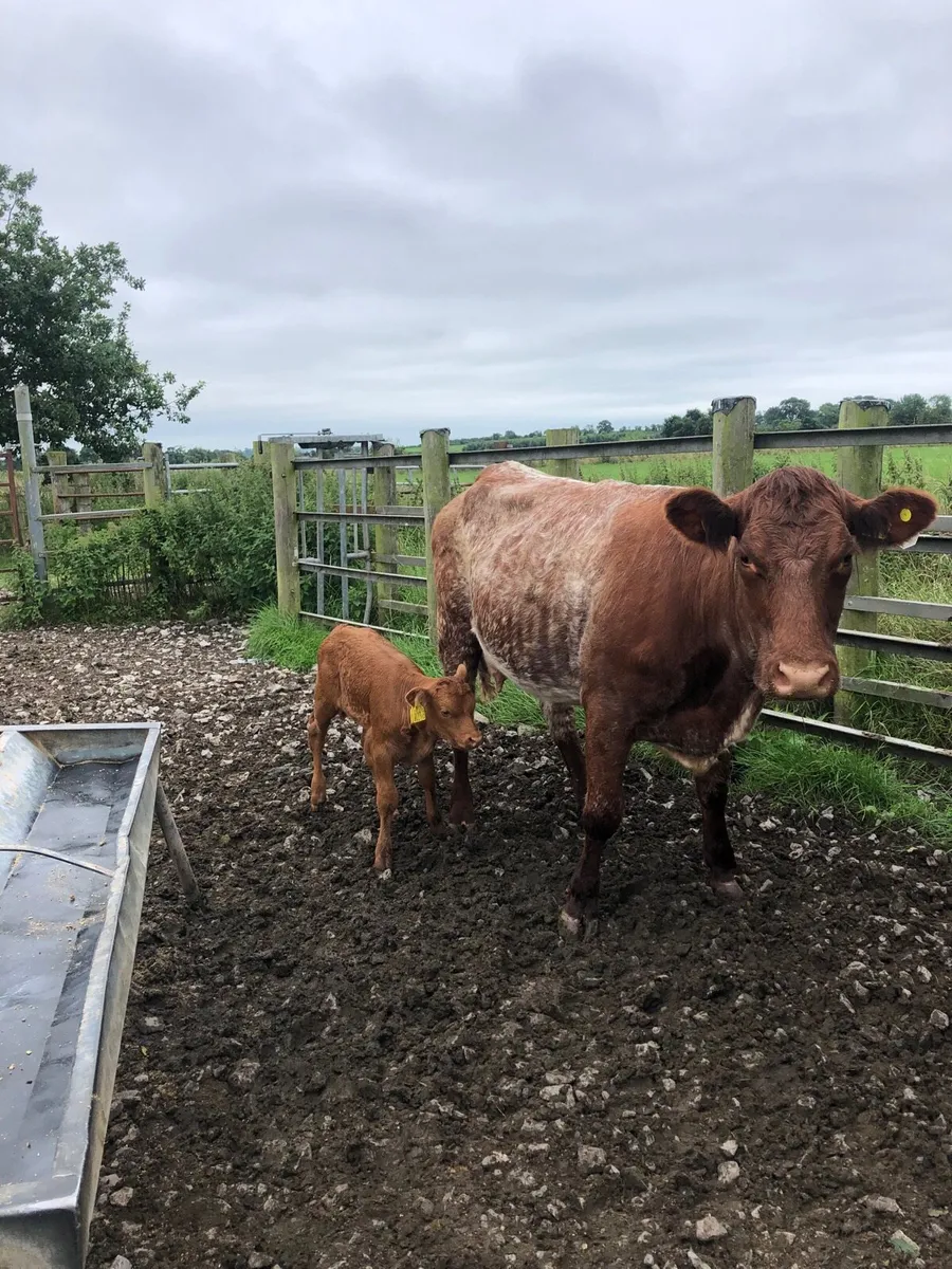 Cow - Image 1