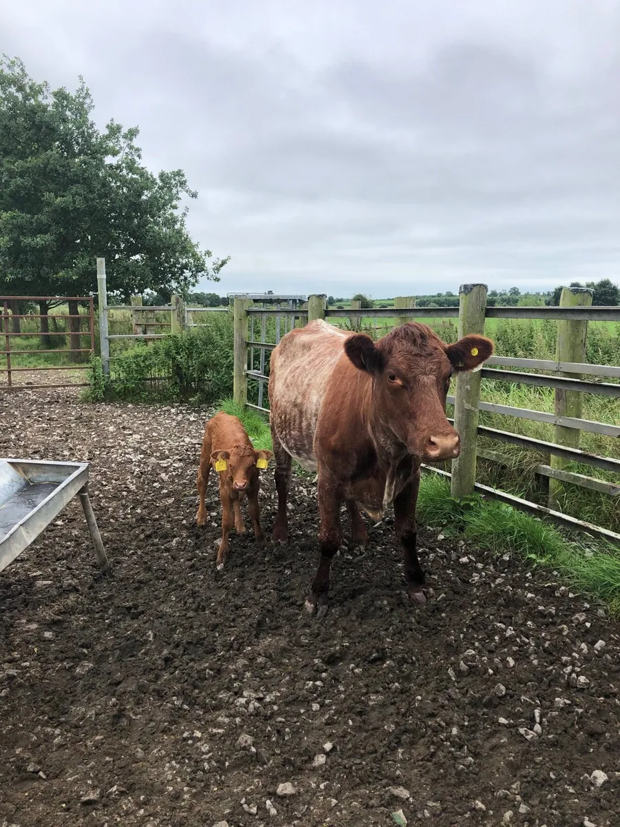 Cow - Image 2