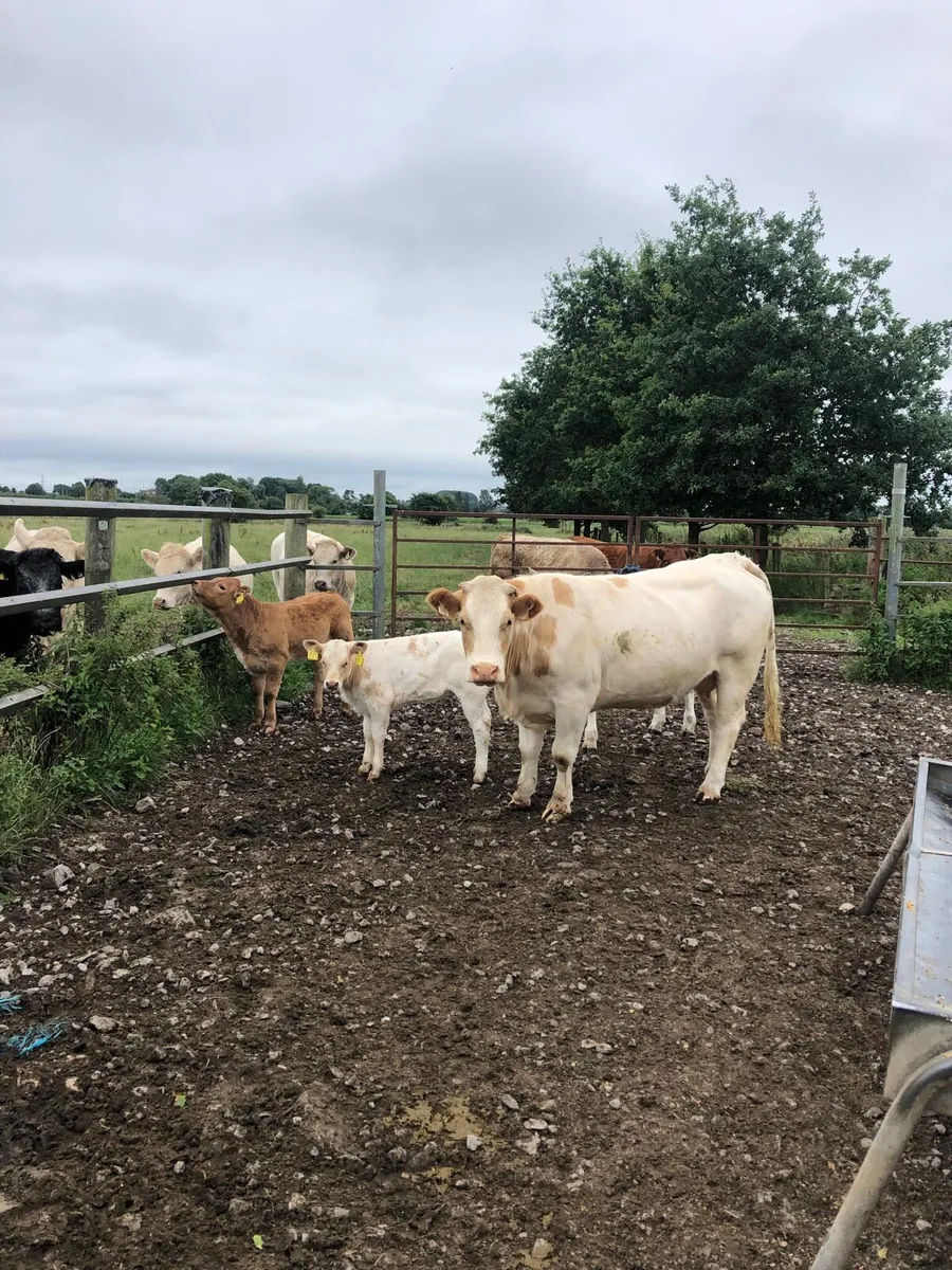 Cow - Image 3