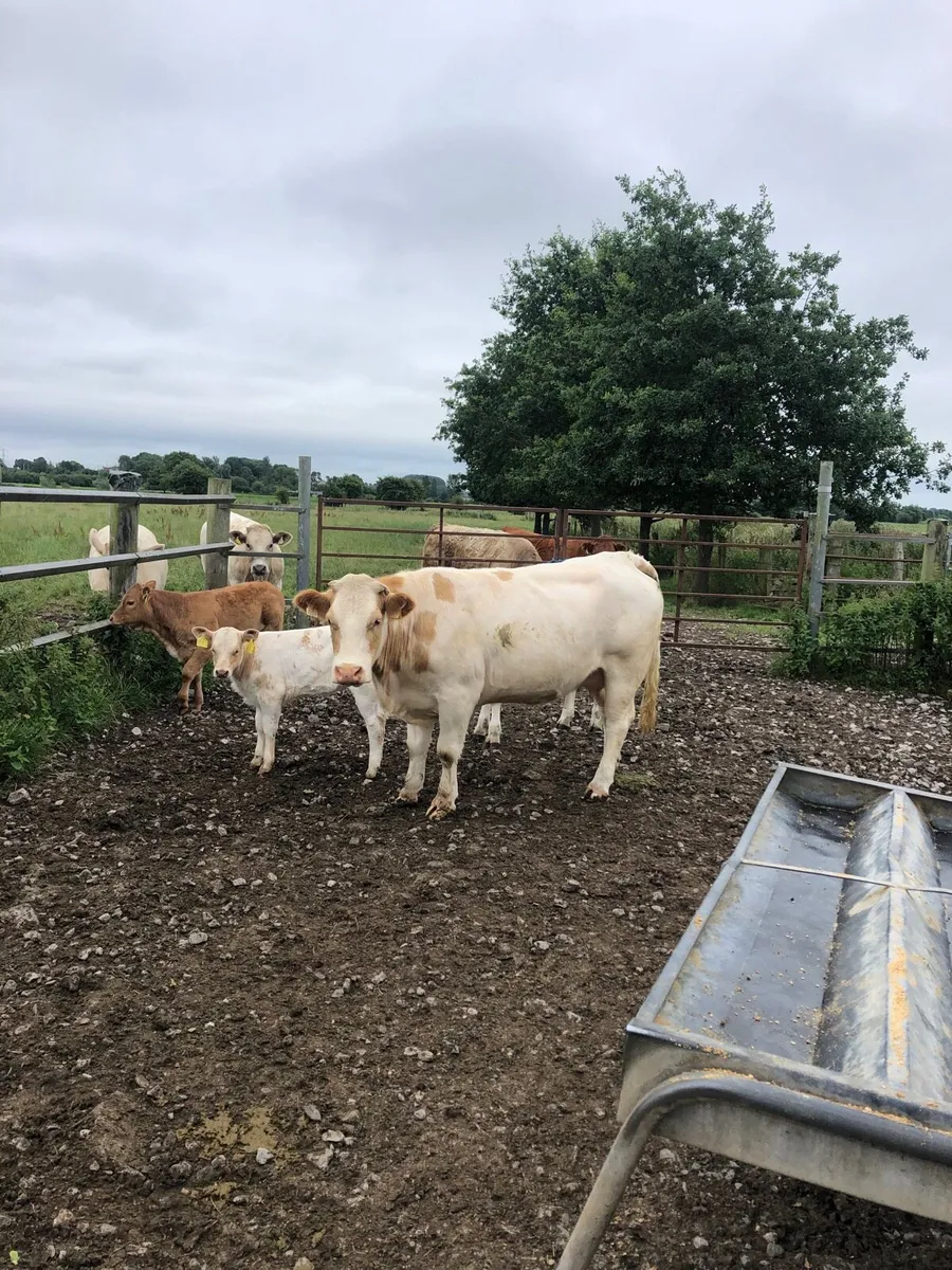 Cow - Image 4