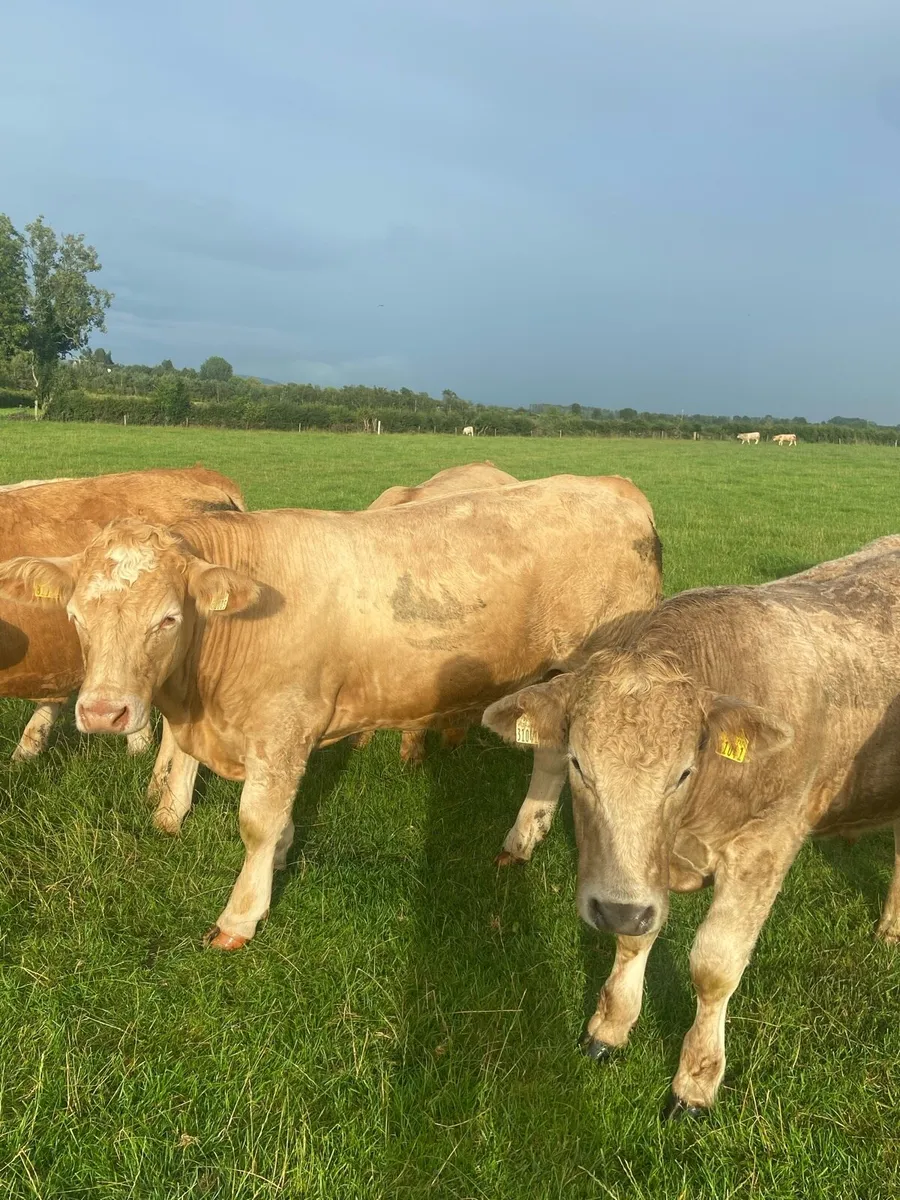 Bullocks - Image 2