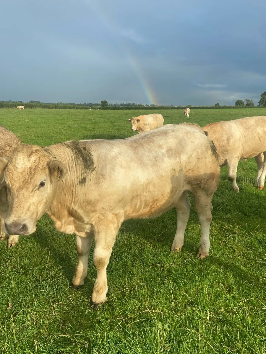 Bullocks - Image 3