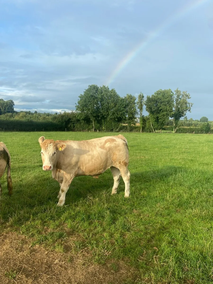 Bullocks - Image 4
