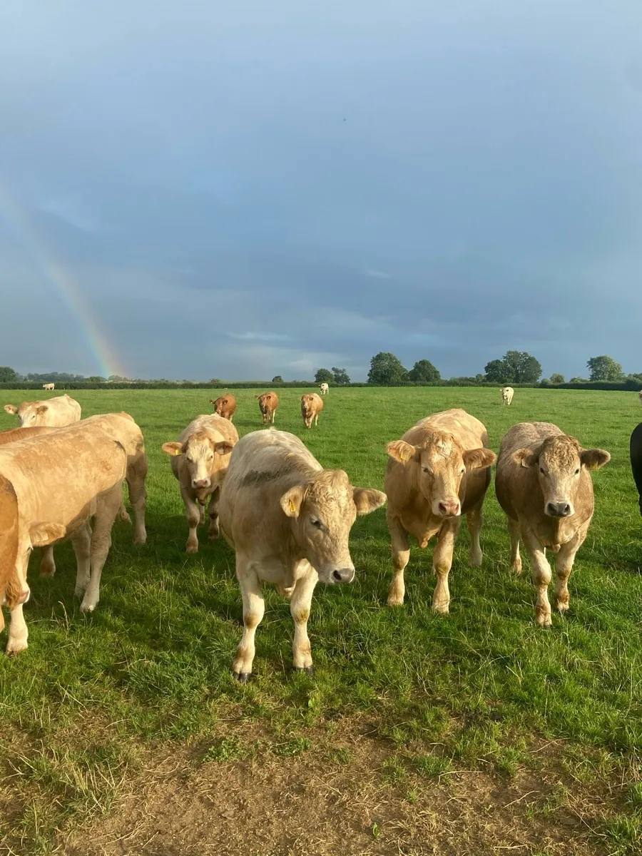 Bullocks - Image 1