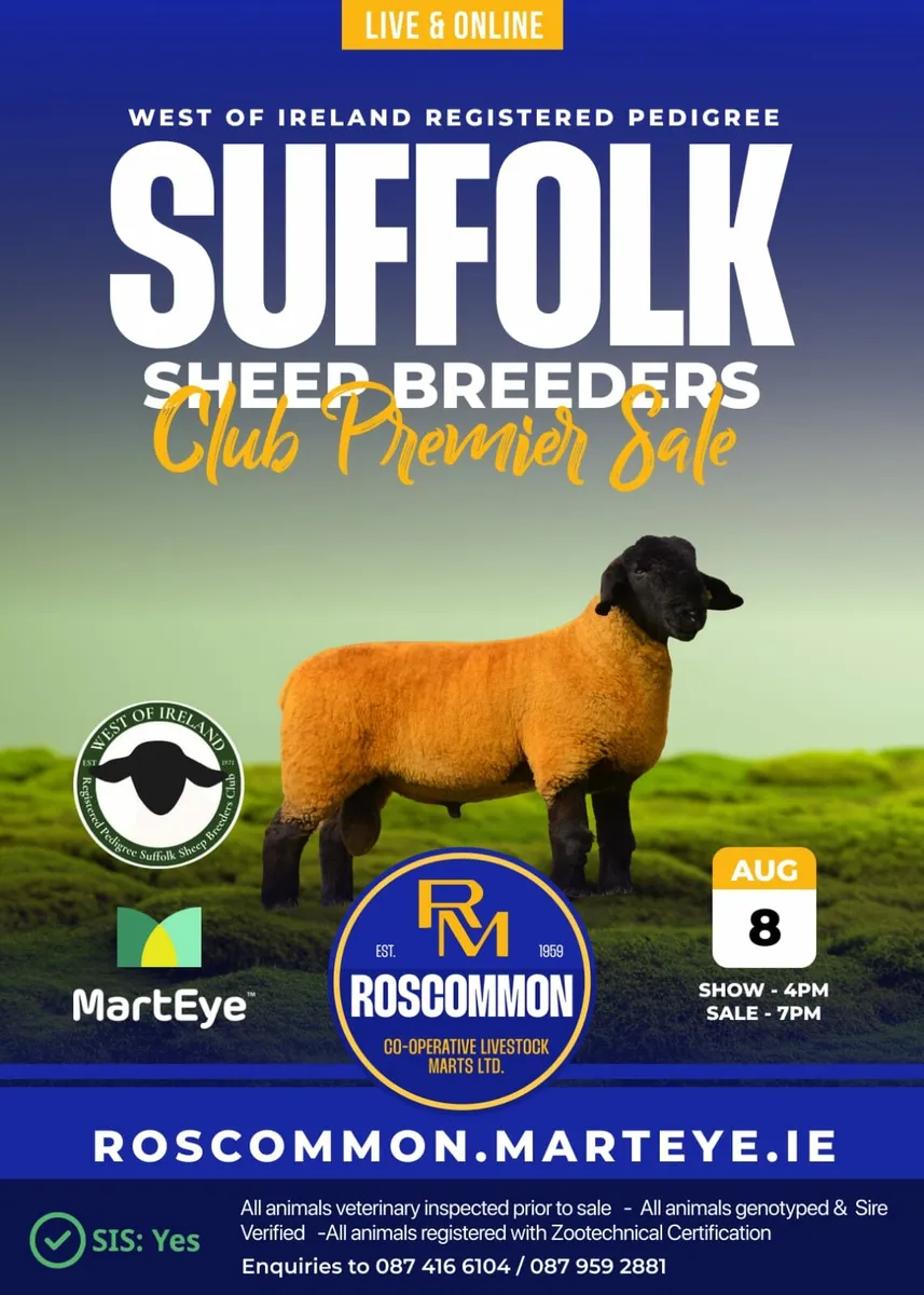 Pedigree Suffolk Rams - Image 1