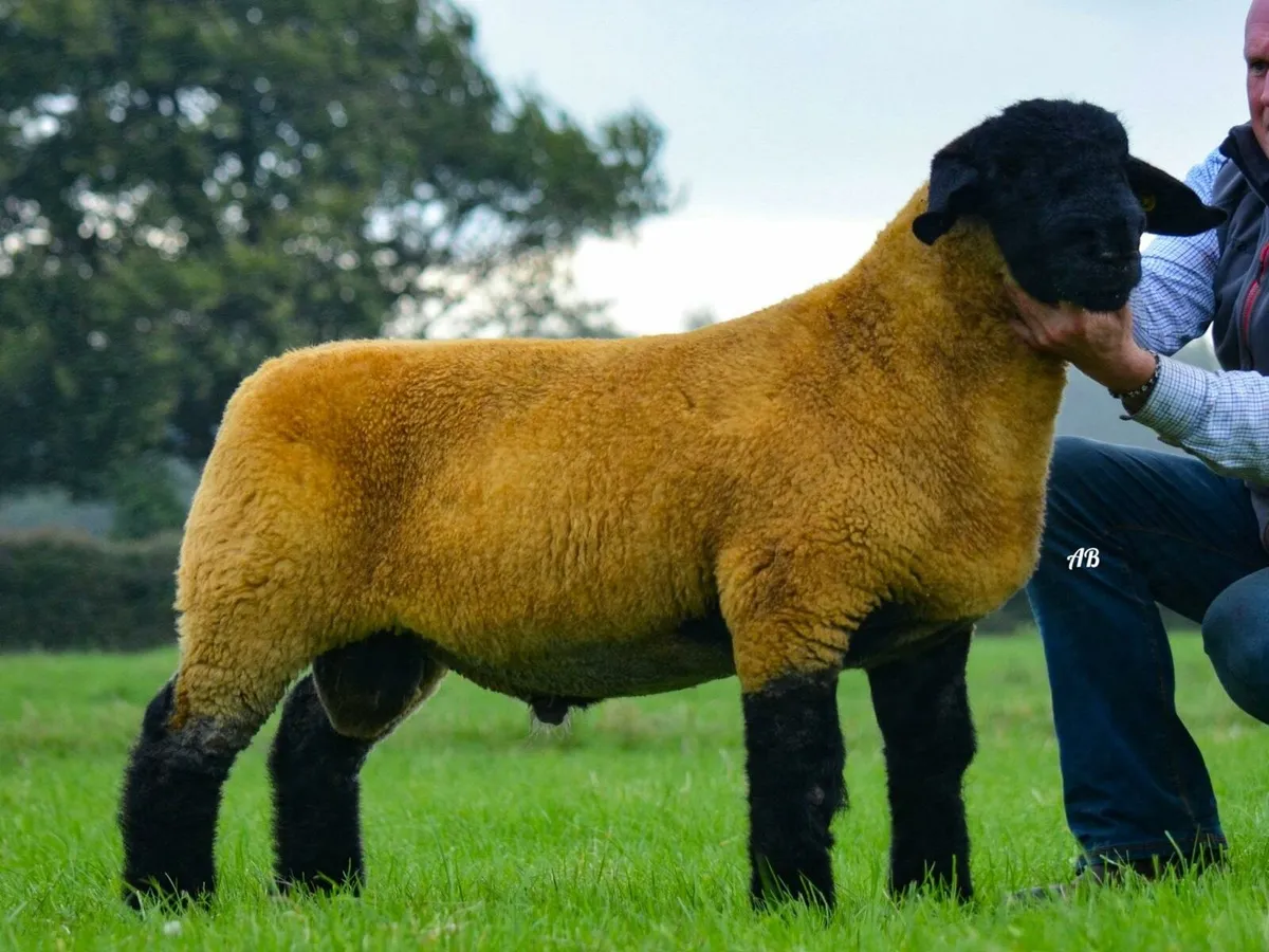 Pedigree Suffolk Rams - Image 2