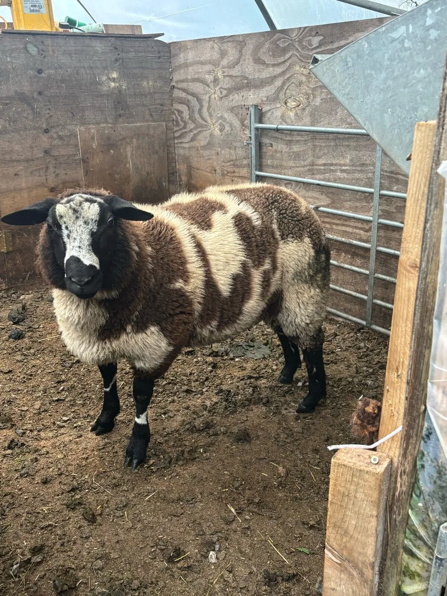 Sheep - Image 1