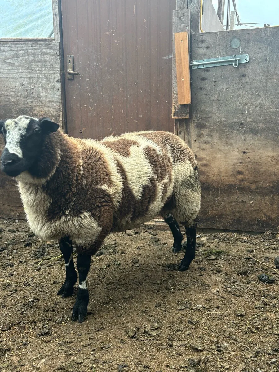 Sheep - Image 2