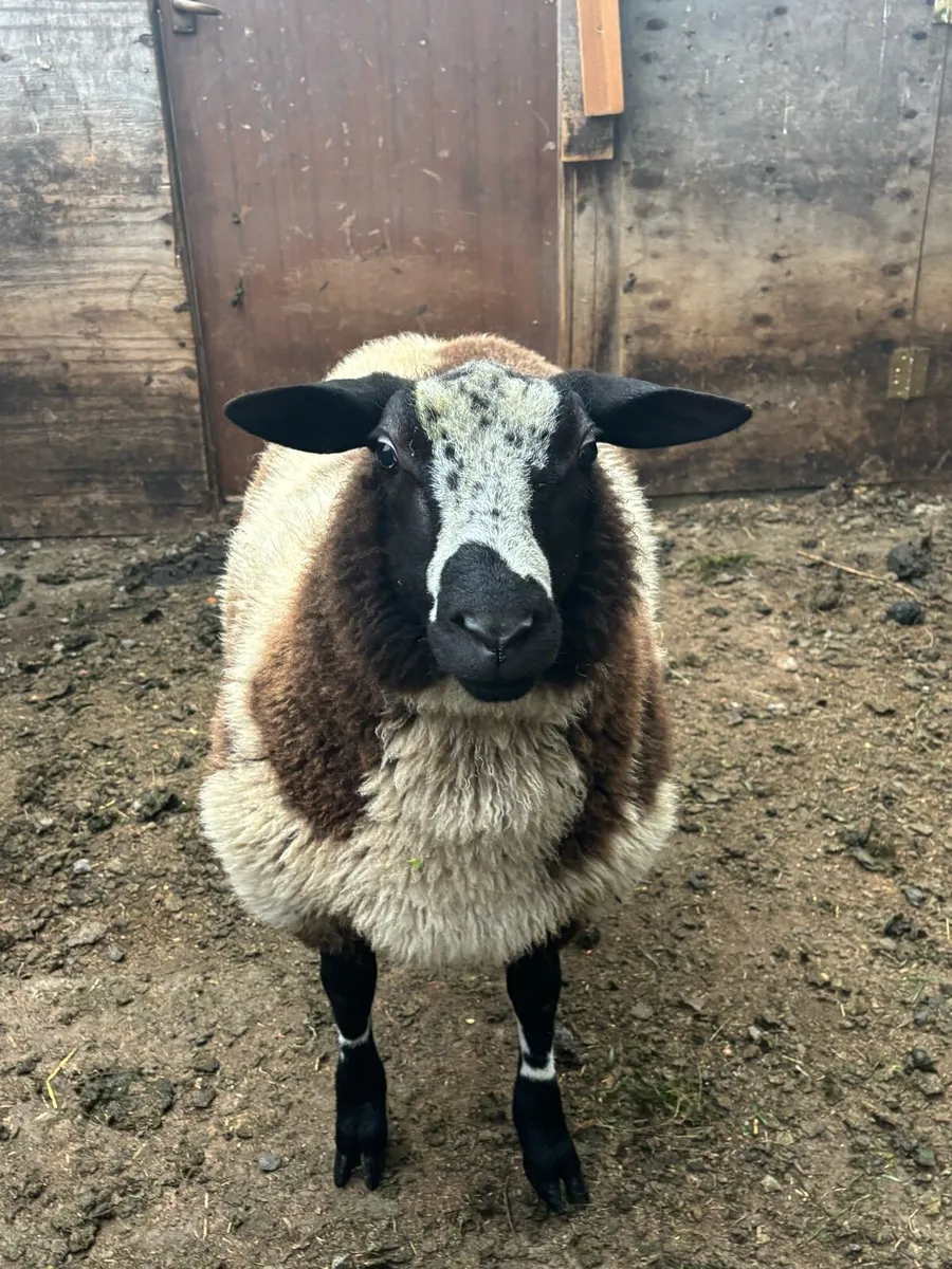 Sheep - Image 3