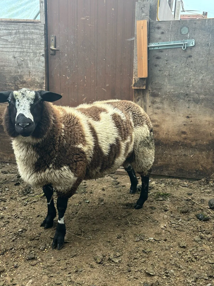 Sheep - Image 4