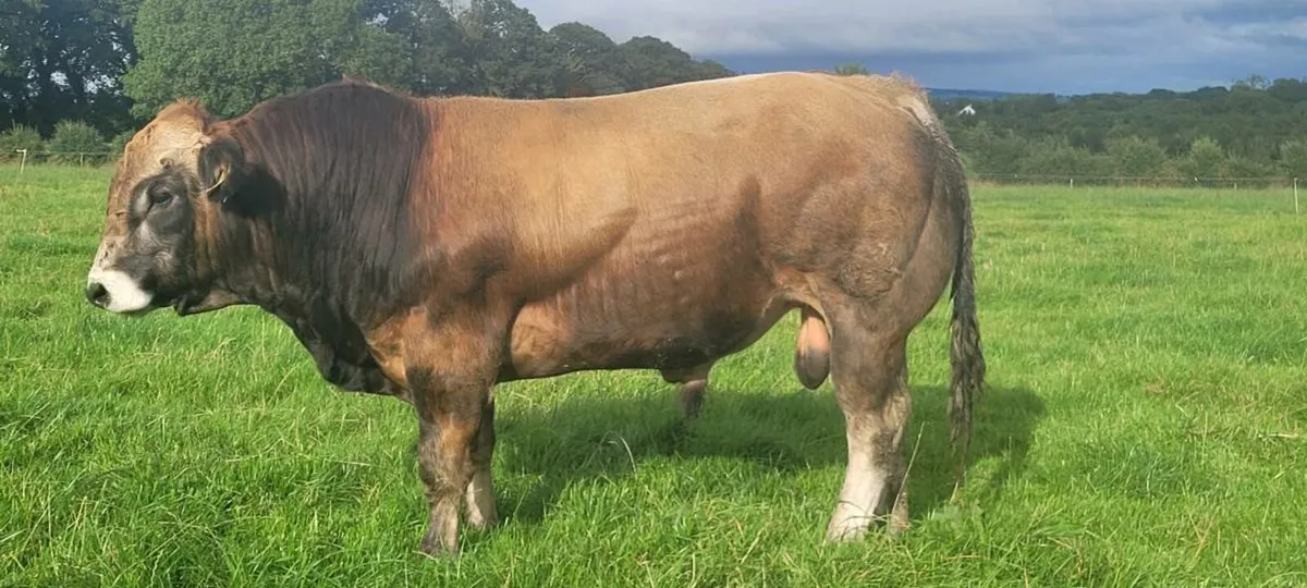 Bull