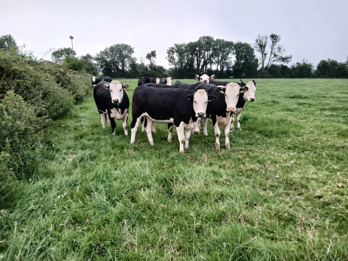 12 Hereford heifers templemore mart tomorrow