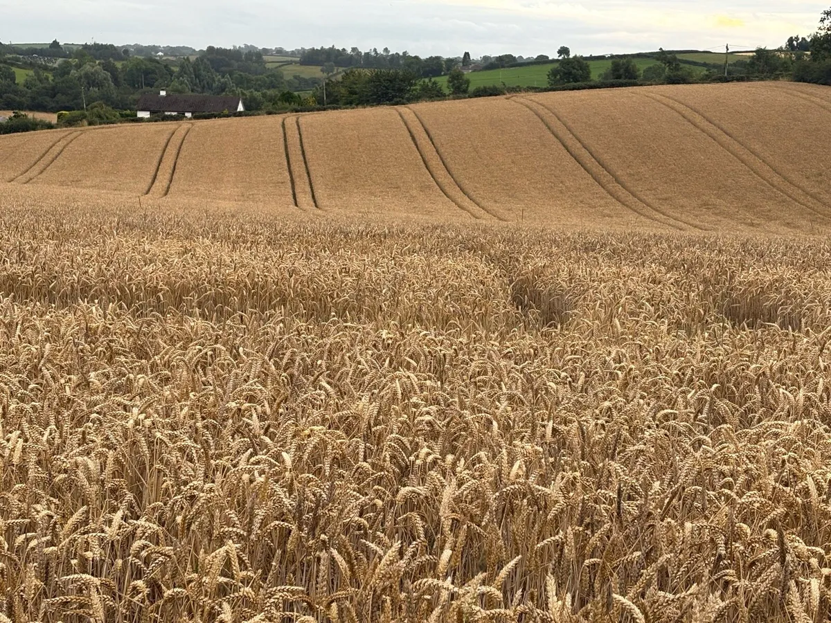 Wheat straw, can be delivered - Image 3
