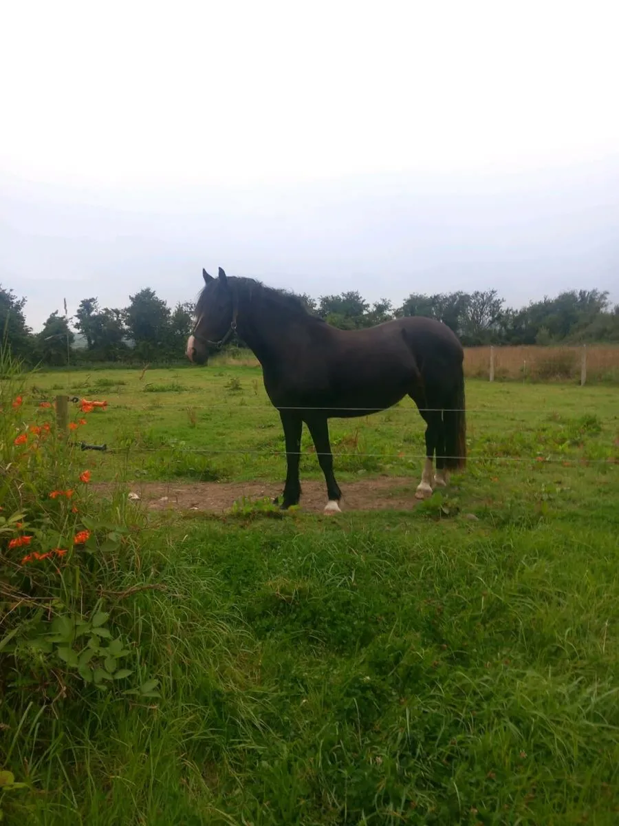 2yr Old 14.3hh mare - Image 1