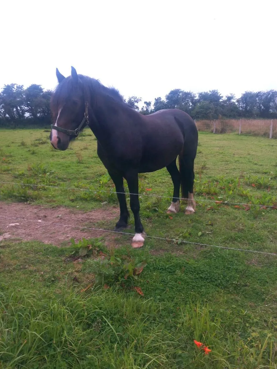 2yr Old 14.3hh mare - Image 2