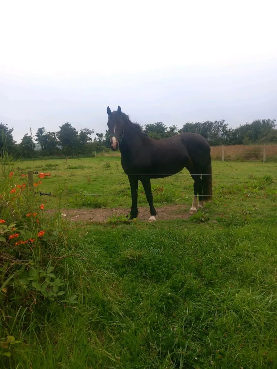 2yr Old 14.3hh mare - Image 3