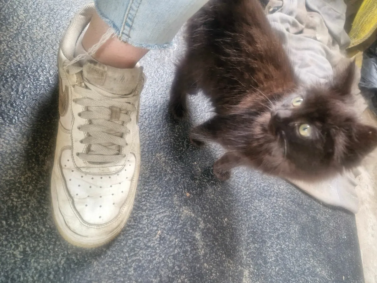 2 Kitten for 100 - Image 4