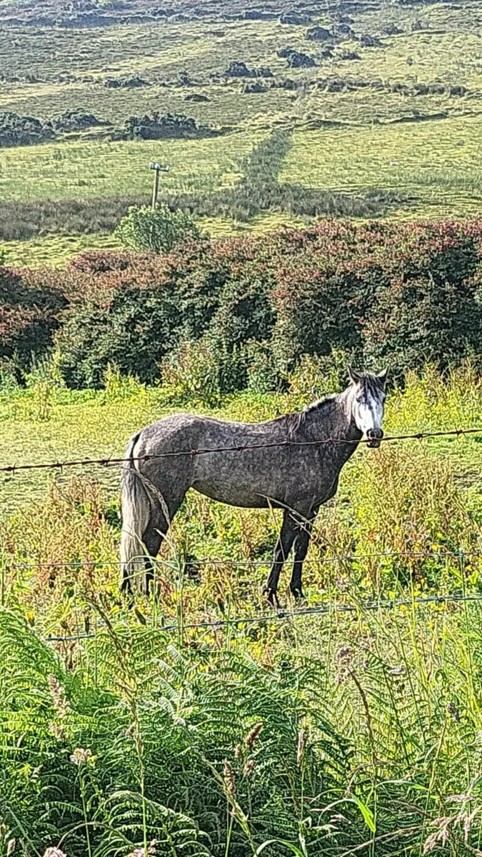 Connemara pony - Image 3