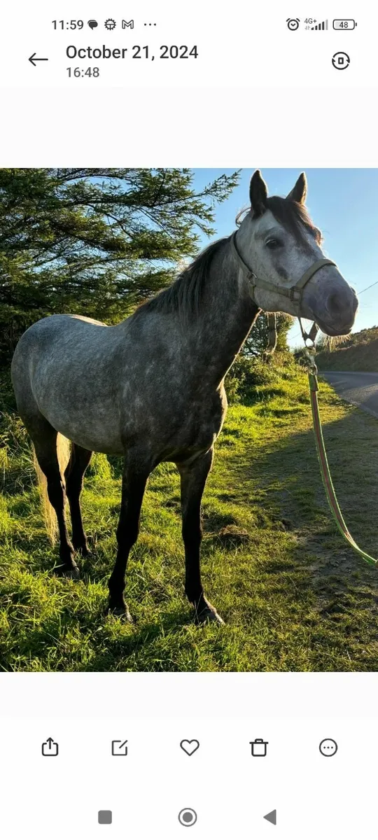 Connemara pony - Image 2