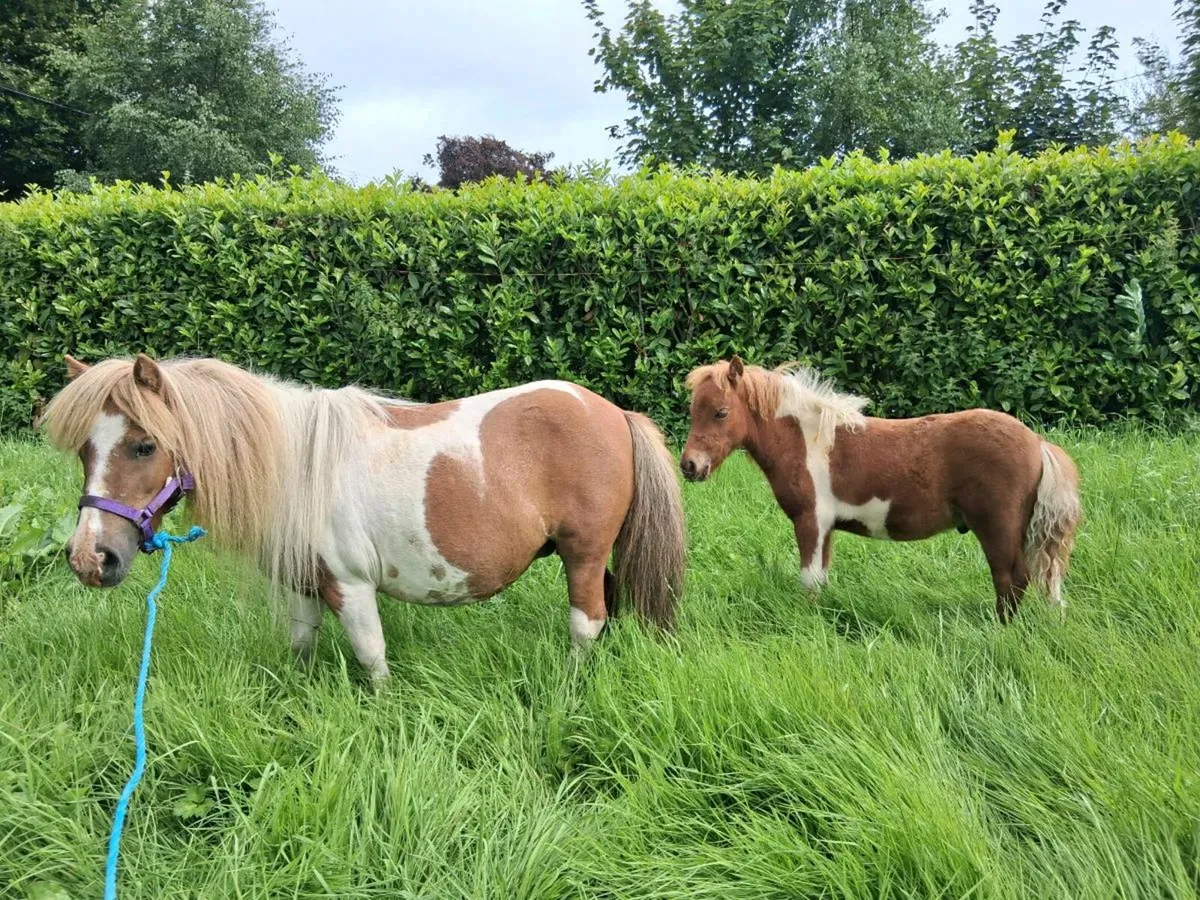 Miniature Mare Pony and Colt foal - Image 3