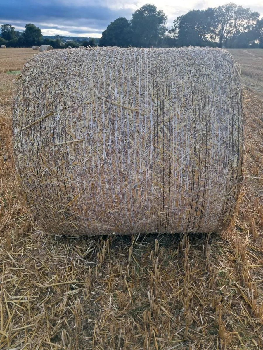 Oat straw - Image 1