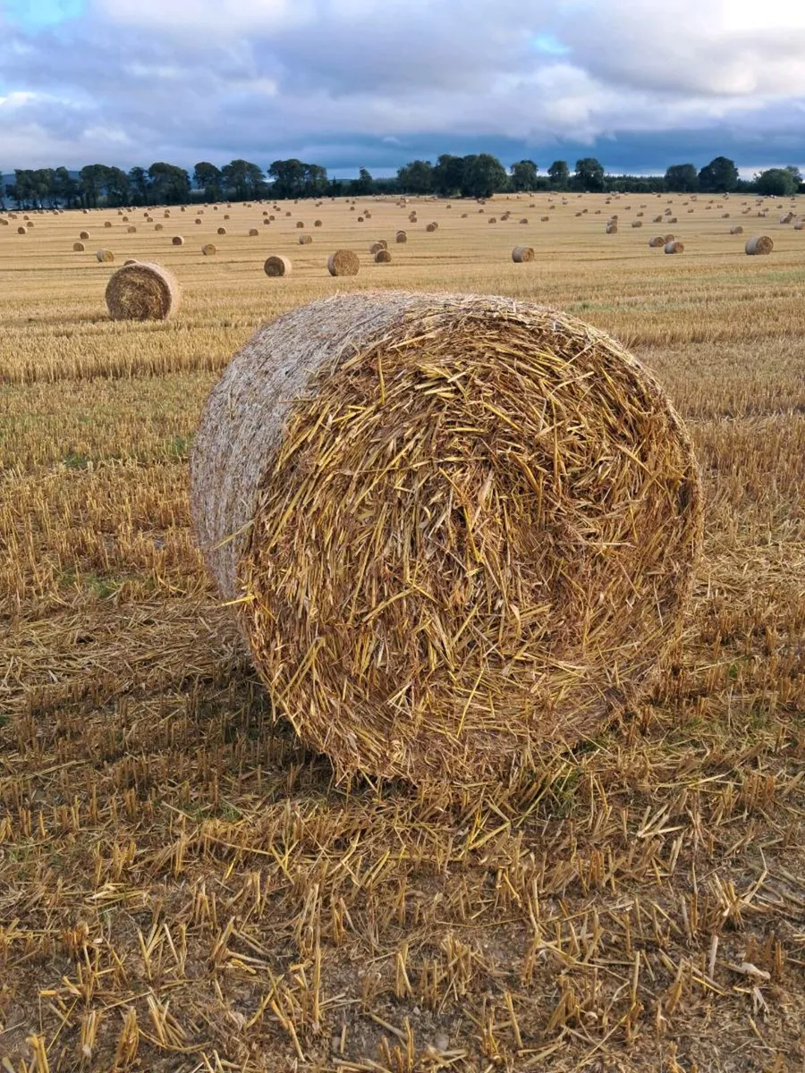 Oat straw - Image 2