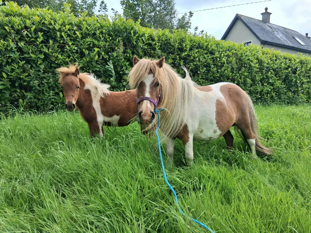 Miniature Mare Pony and Colt foal - Image 1