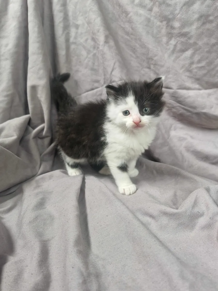 2 Kitten for 100 - Image 1