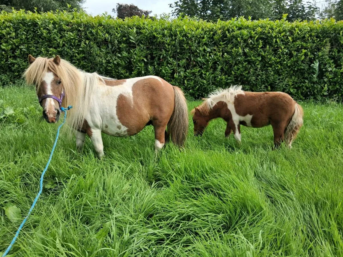 Miniature Mare Pony and Colt foal - Image 2