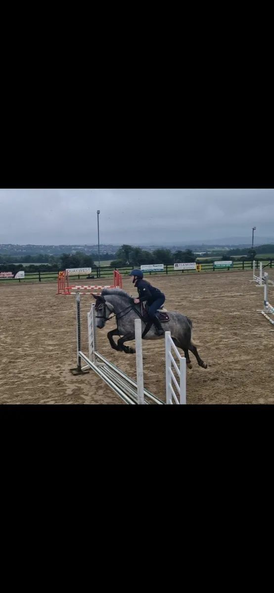 138 pony - Image 4
