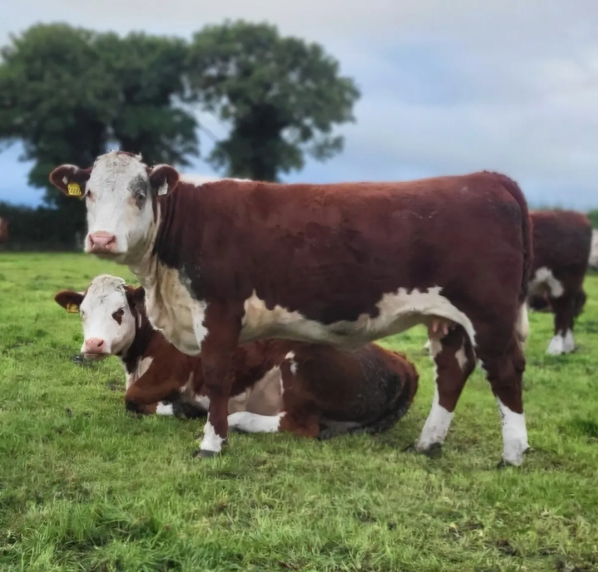 PBR Hereford Heifers - Image 1