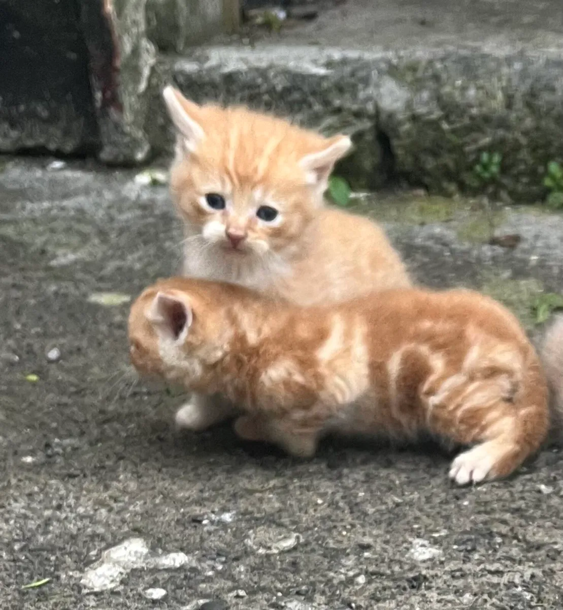 Kitten - Image 1