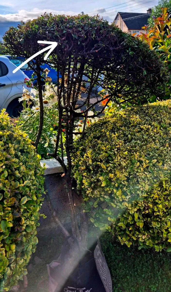 Free Garden Shrub