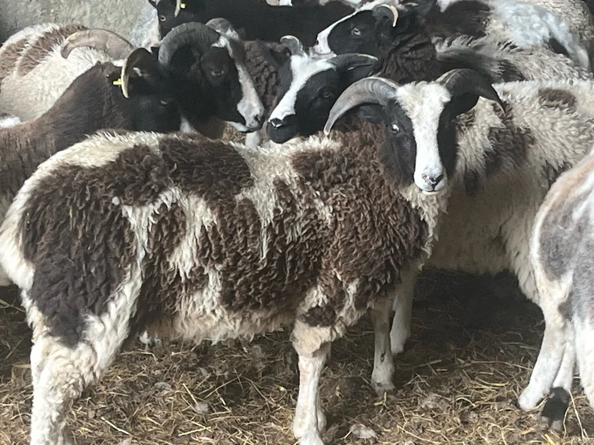 Jacob Lambs - Image 1