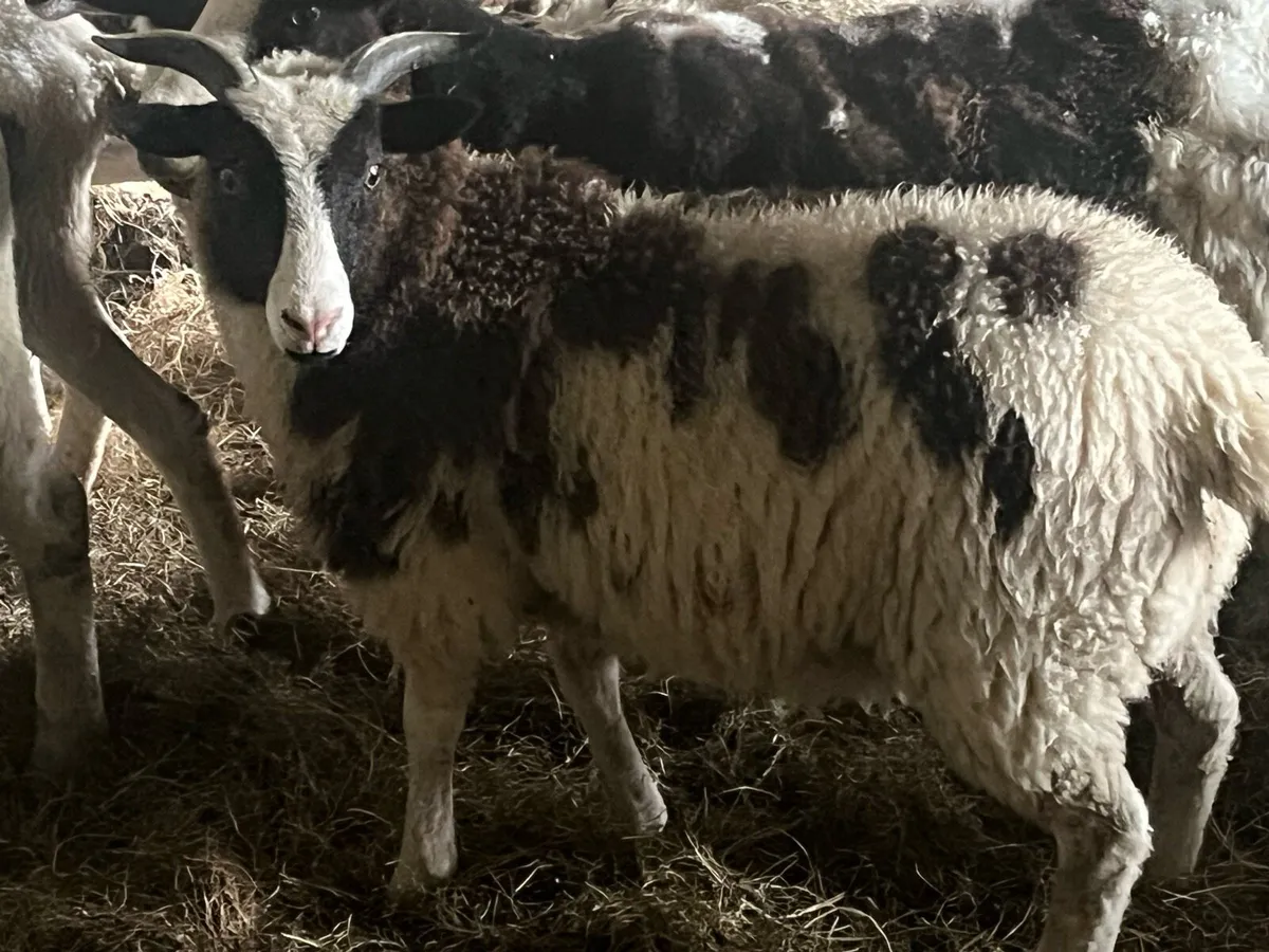 Jacob Lambs - Image 2