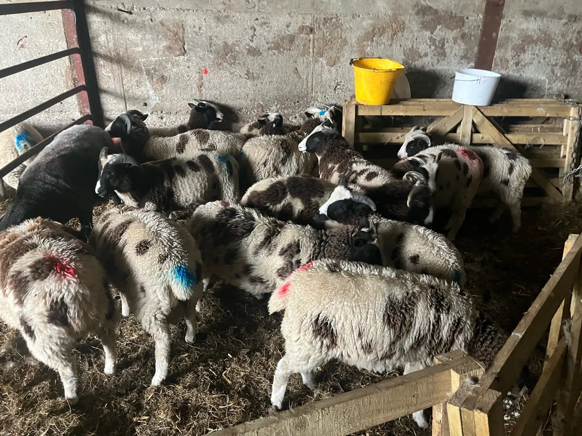 Jacob Lambs - Image 4