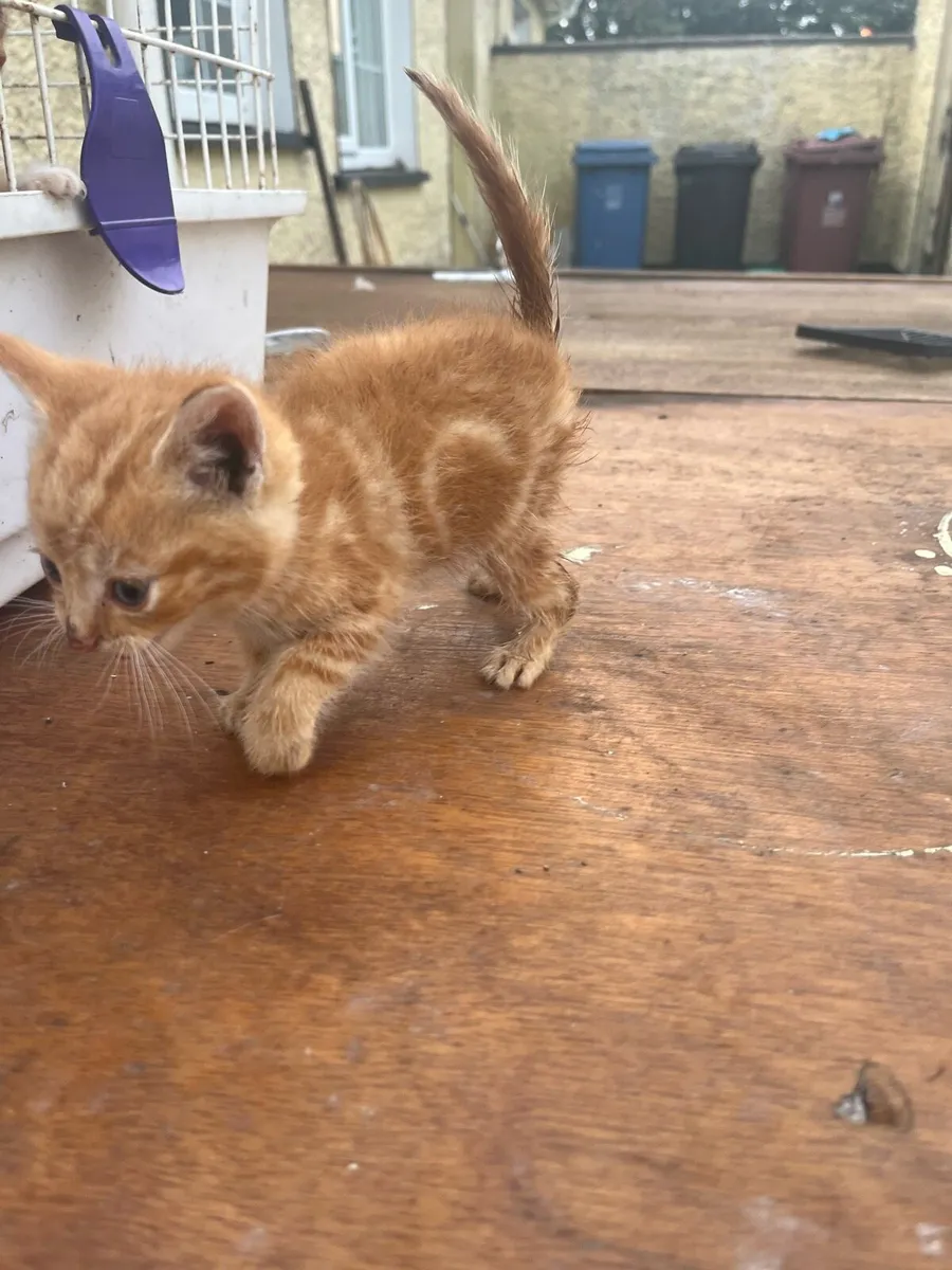 Kitten - Image 2