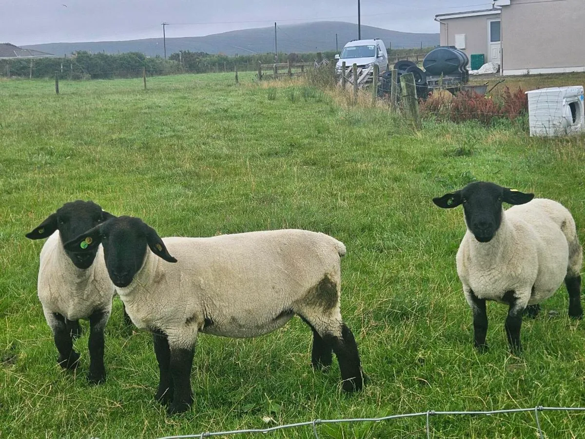 Sufflok hogget pbr ram - Image 1
