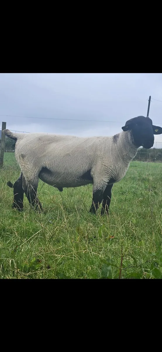 Sufflok hogget pbr ram - Image 2