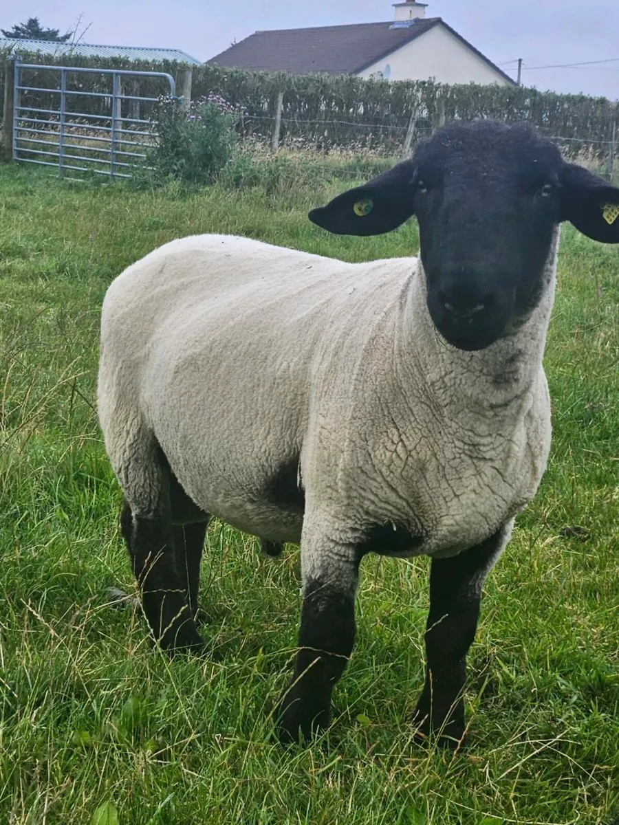 Sufflok hogget pbr ram - Image 3