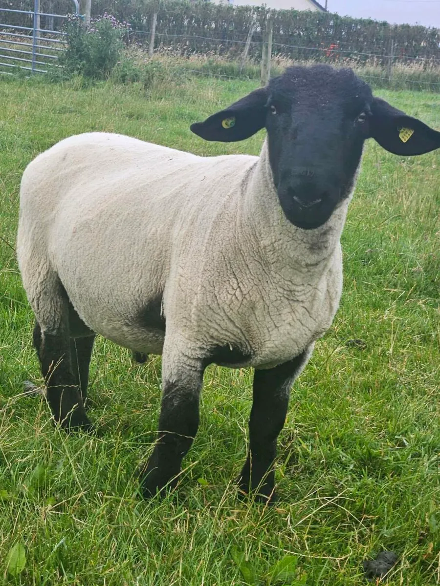 Sufflok hogget pbr ram - Image 4