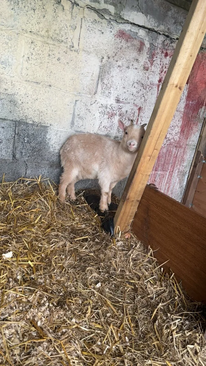 Pygmy goat