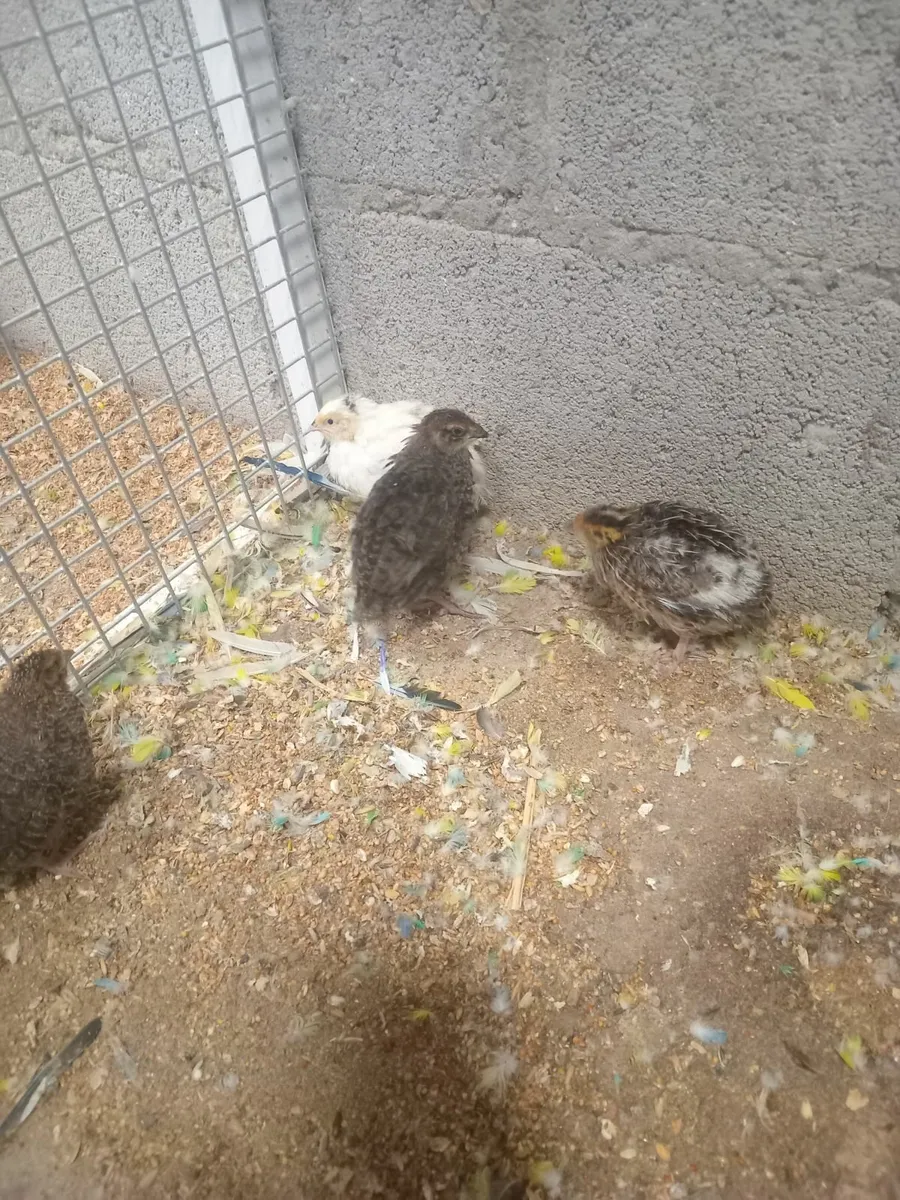 Coturnix quails - Image 1