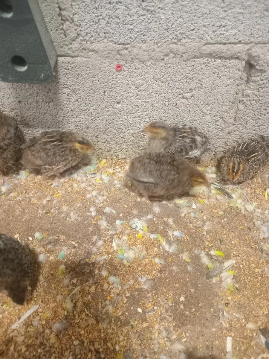 Coturnix quails - Image 2