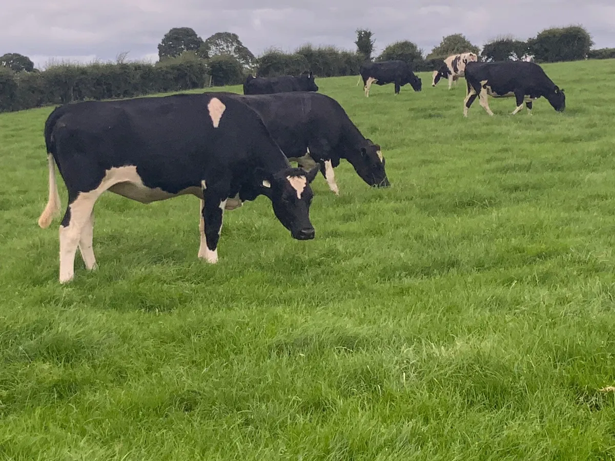 Dairy heifers - Image 1