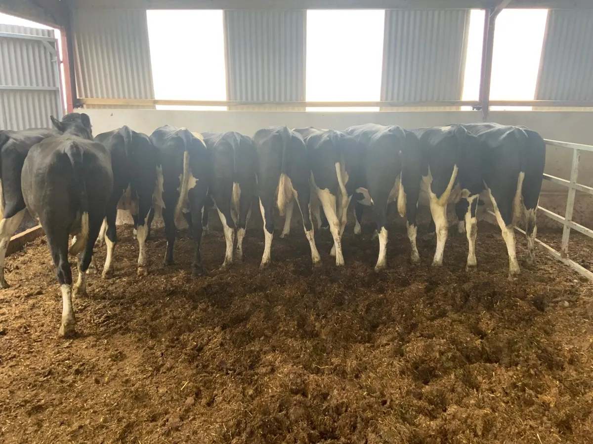 Dairy heifers - Image 2