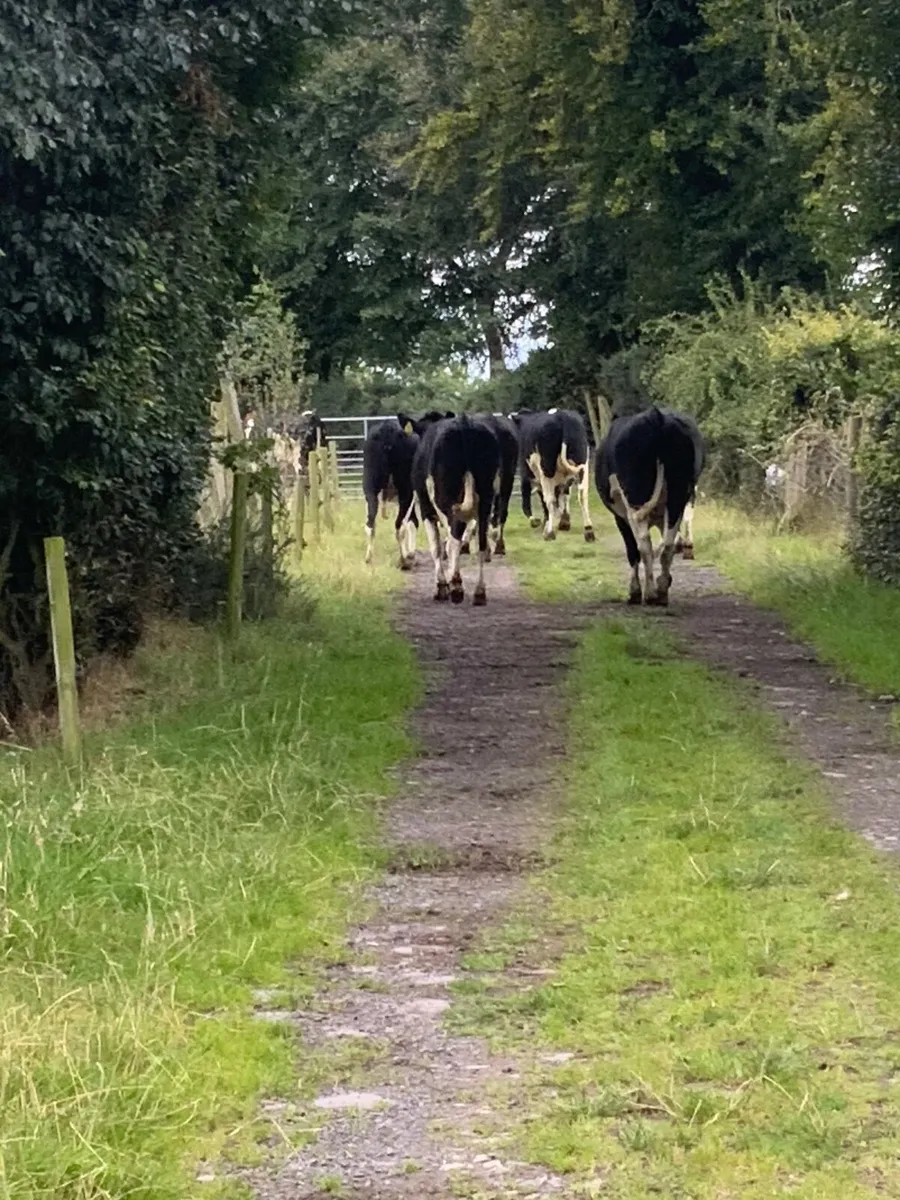 Dairy heifers - Image 3