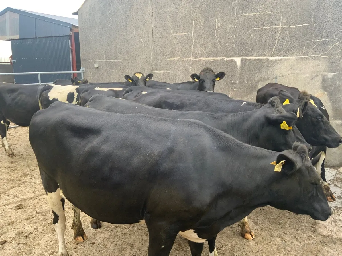 Dairy heifers - Image 4