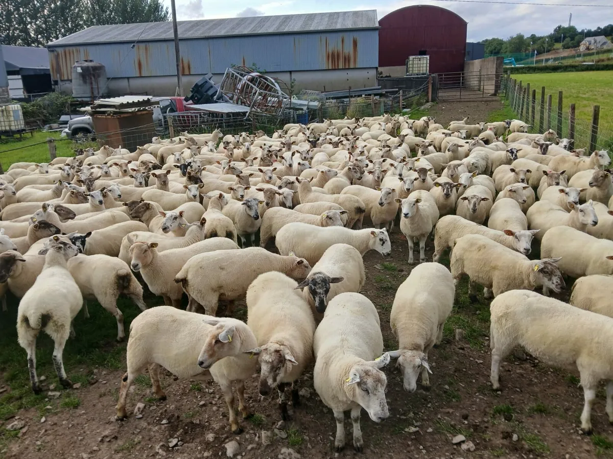 Crossbred hoggets for sale - Image 1