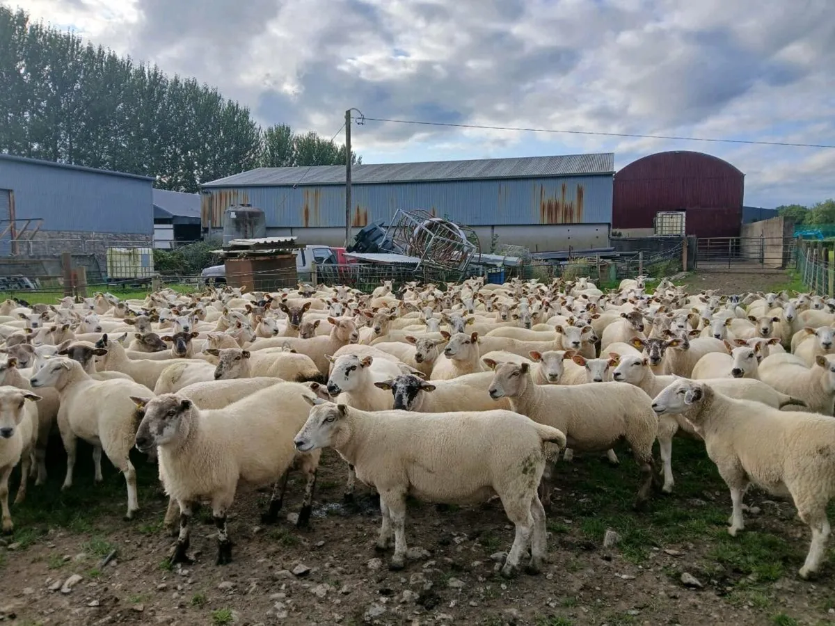 Crossbred hoggets for sale - Image 2
